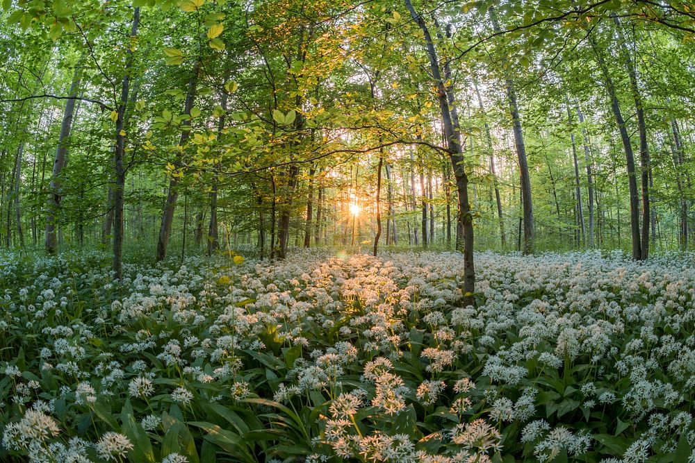 Forest at sunset with bear's garlic (Allium ursinum). Original public domain image from Wikimedia Commons
