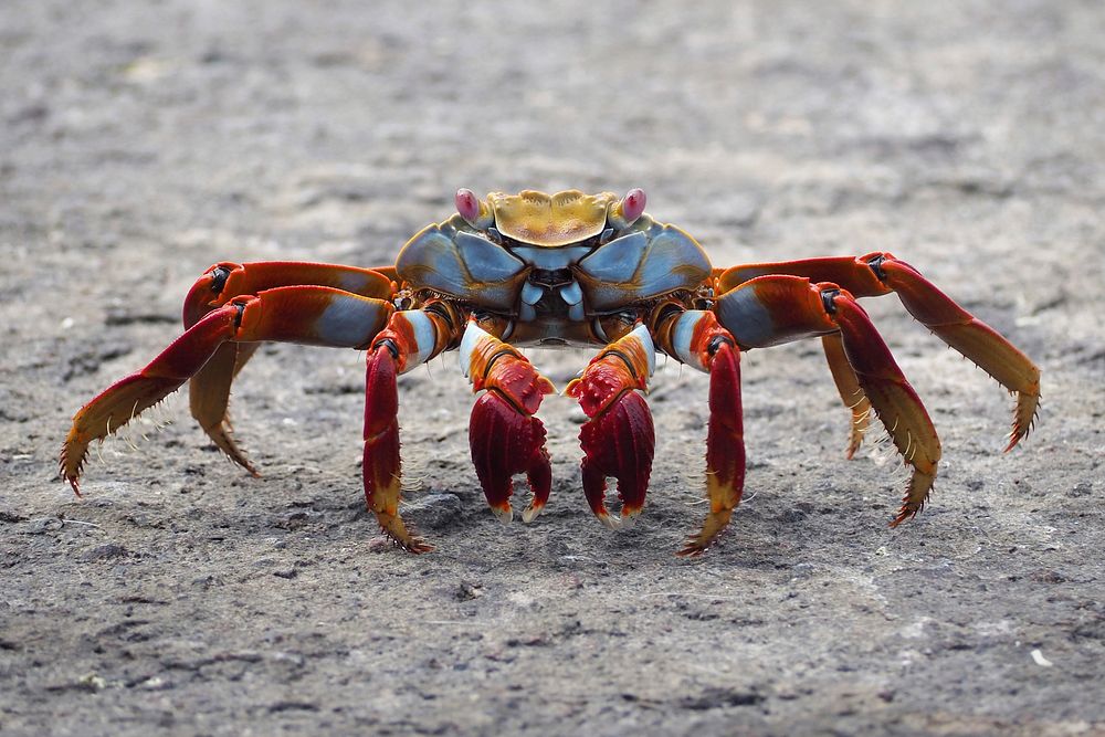 A Sally Lightfoot Crab (Grapsus grapsus) in the Galapagos. Original public domain image from Wikimedia Commons