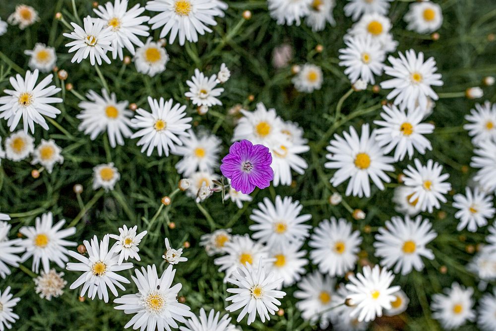 Spring background with daisy field nature photography