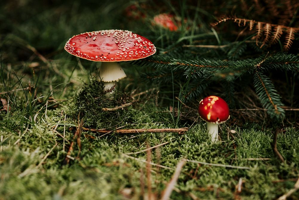 Red and white mushroom on the grassy ground 