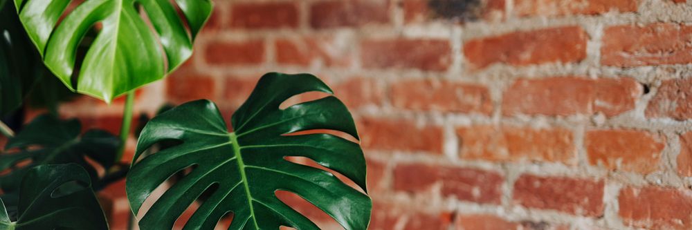 Monstera plant with a brick wall social banner