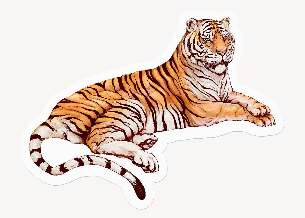 Lying tiger, animal drawing illustration
