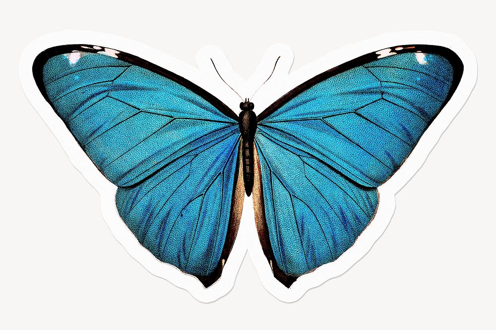 Blue butterfly, animal, aesthetic illustration