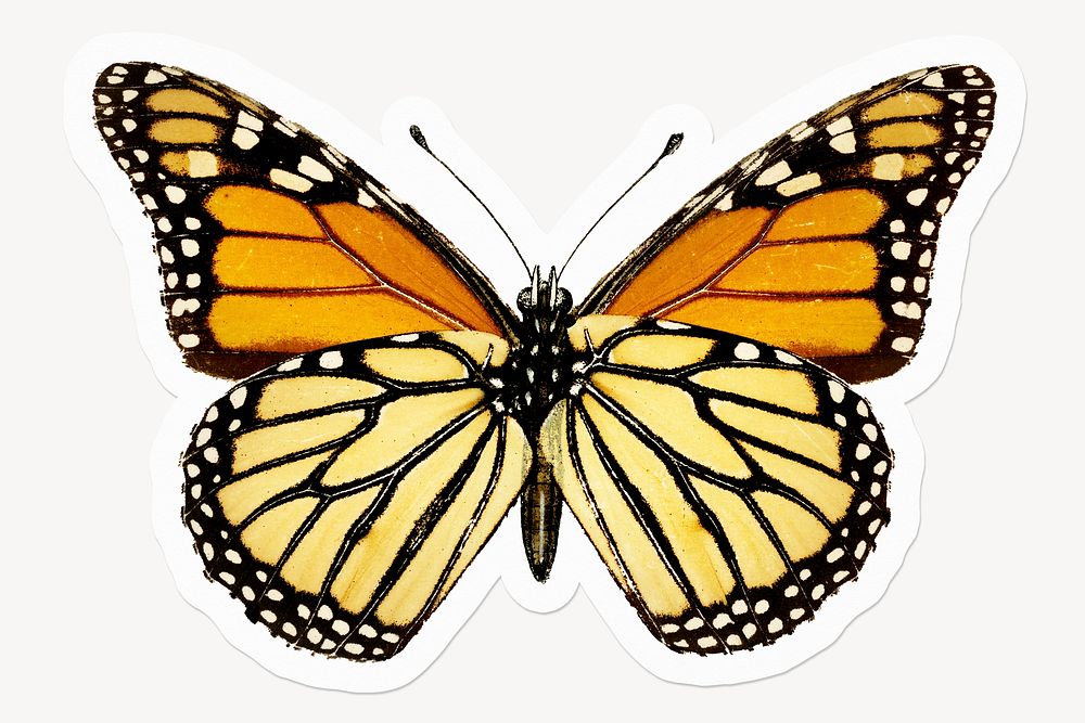 Monarch butterfly, animal, aesthetic illustration