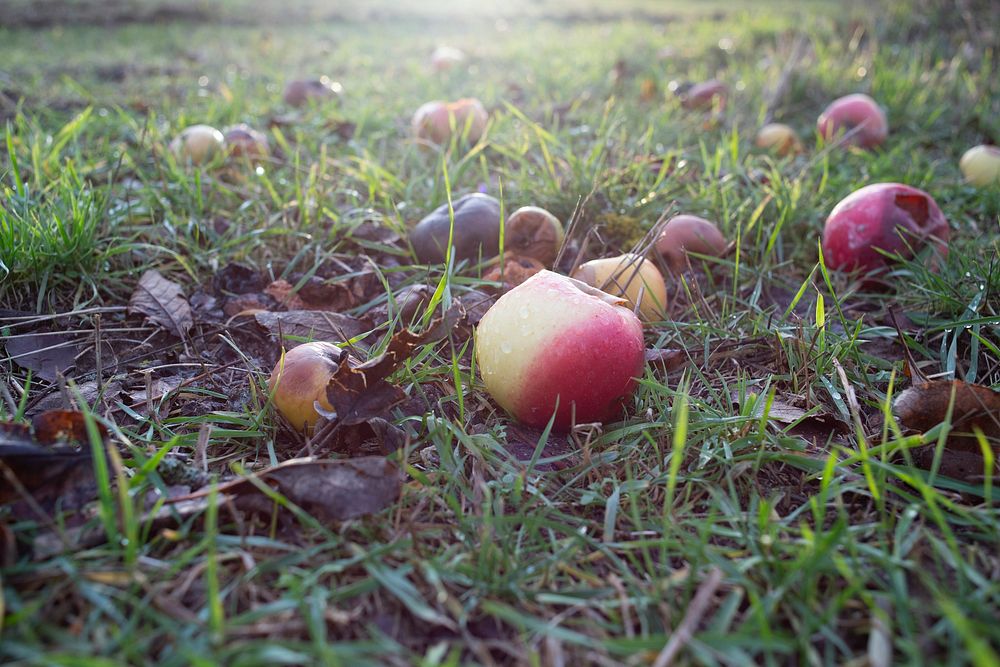 Fallen apples on wet grass