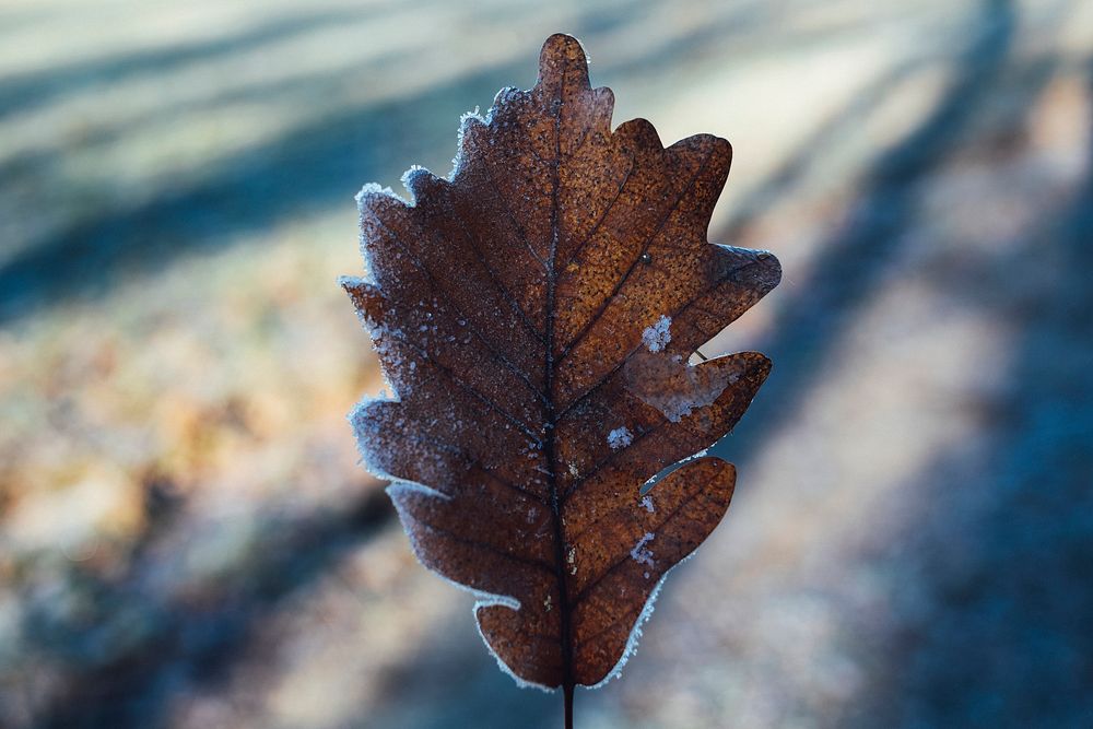 Autumn brown leaf covered in ice