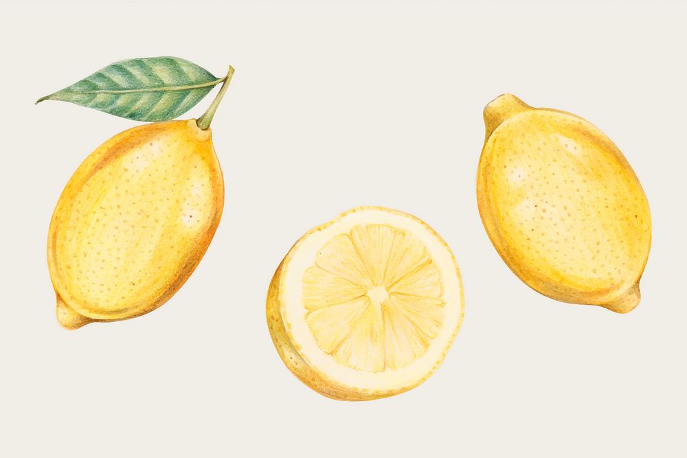 Fresh lemon hand-drawn vector  in color-pencil