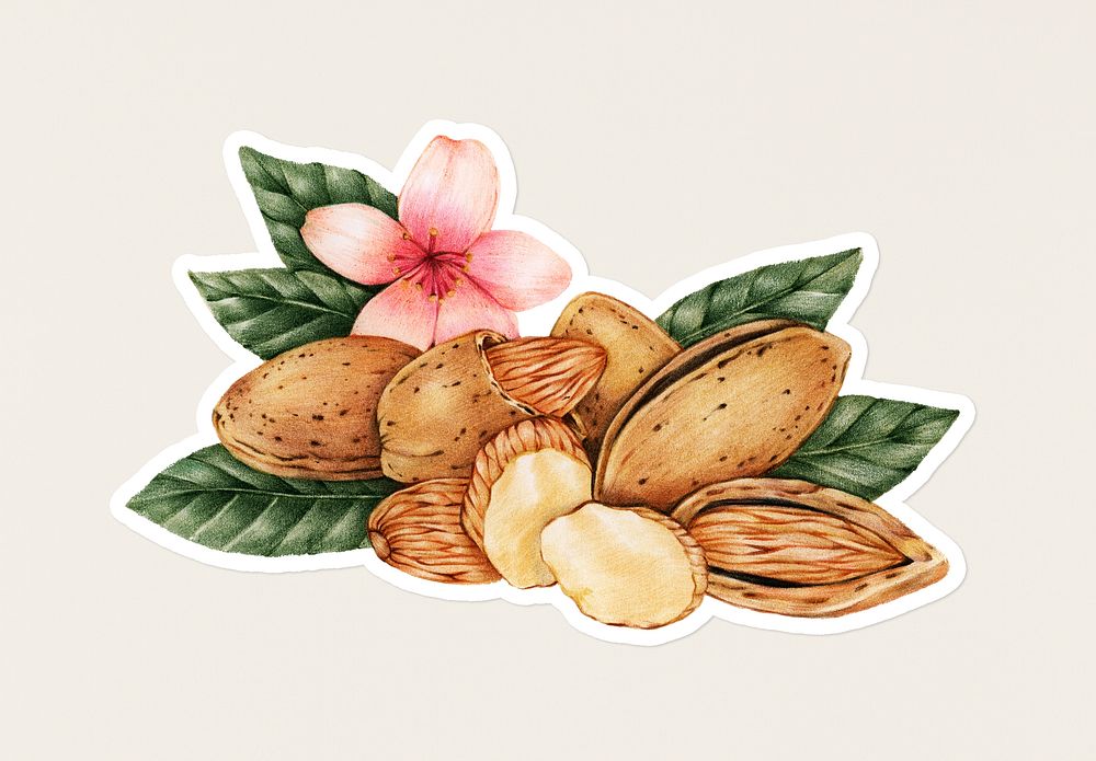 Hand drawn almonds sticker with a white border