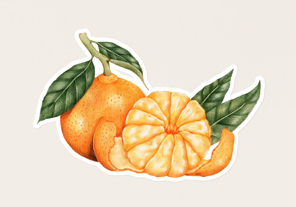 Hand drawn tangerine fruit sticker with a white border on a white background