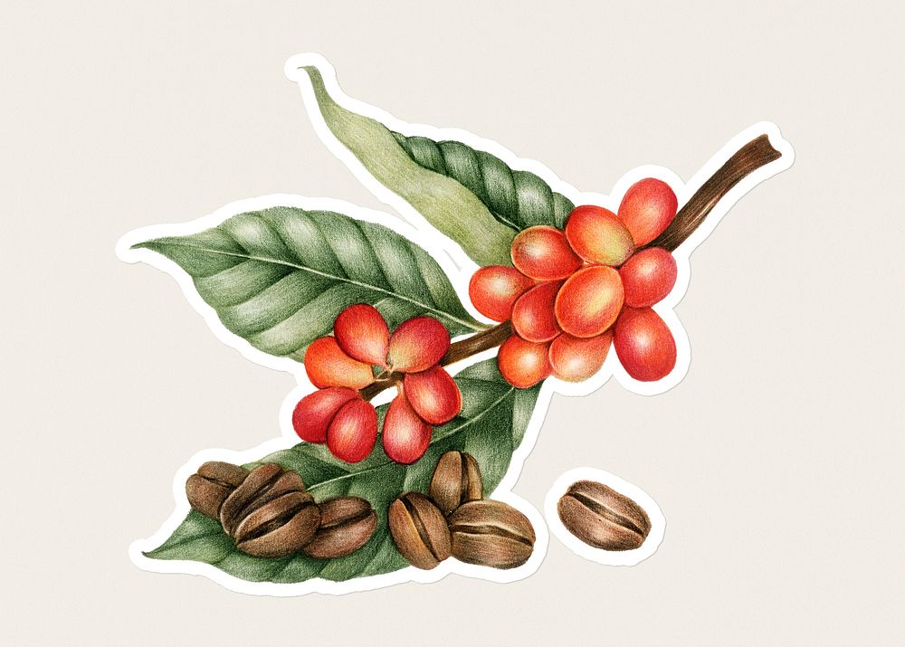 Hand drawn coffee beans sticker with a white border