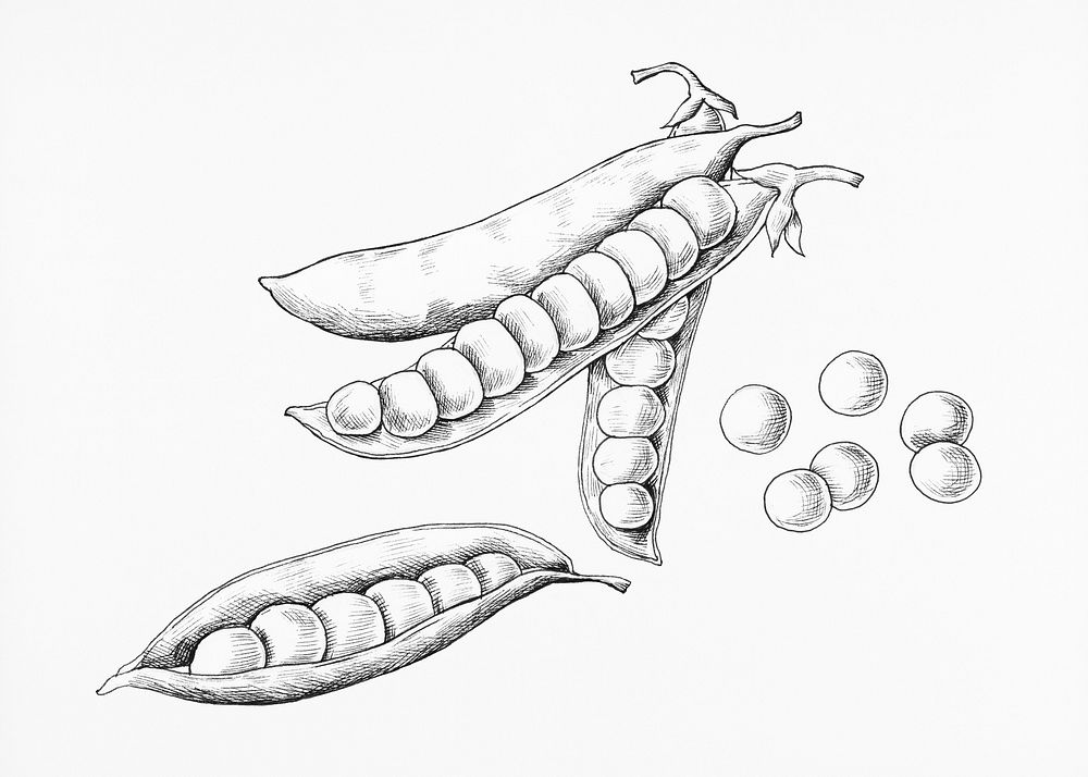 Hand drawn peas and pods