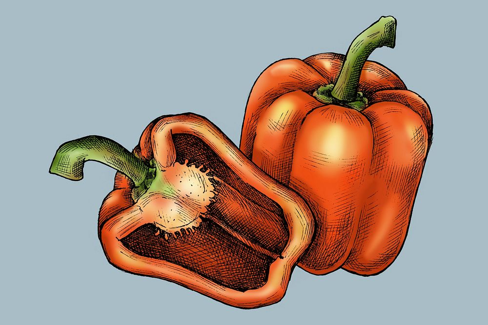 Organic freshly sliced bell pepper illustration