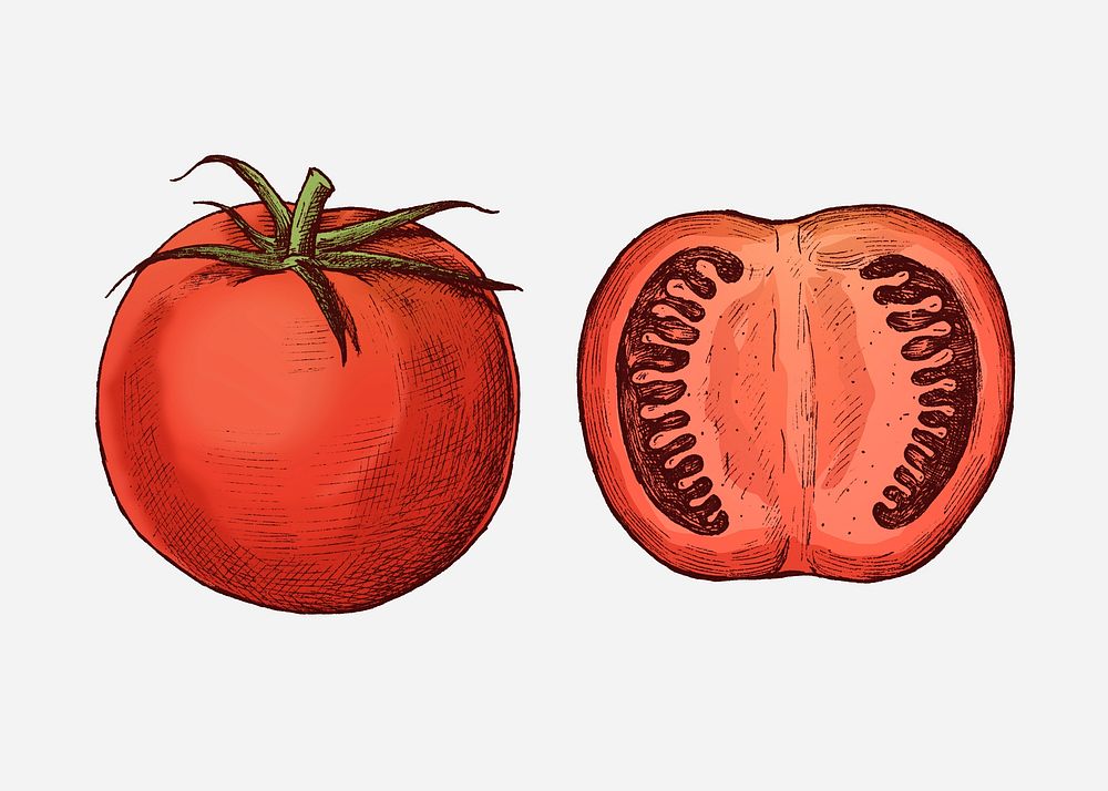 Organic freshly cut tomato illustration