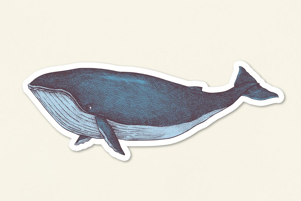 Hand drawn blue whale sticker overlay design element 