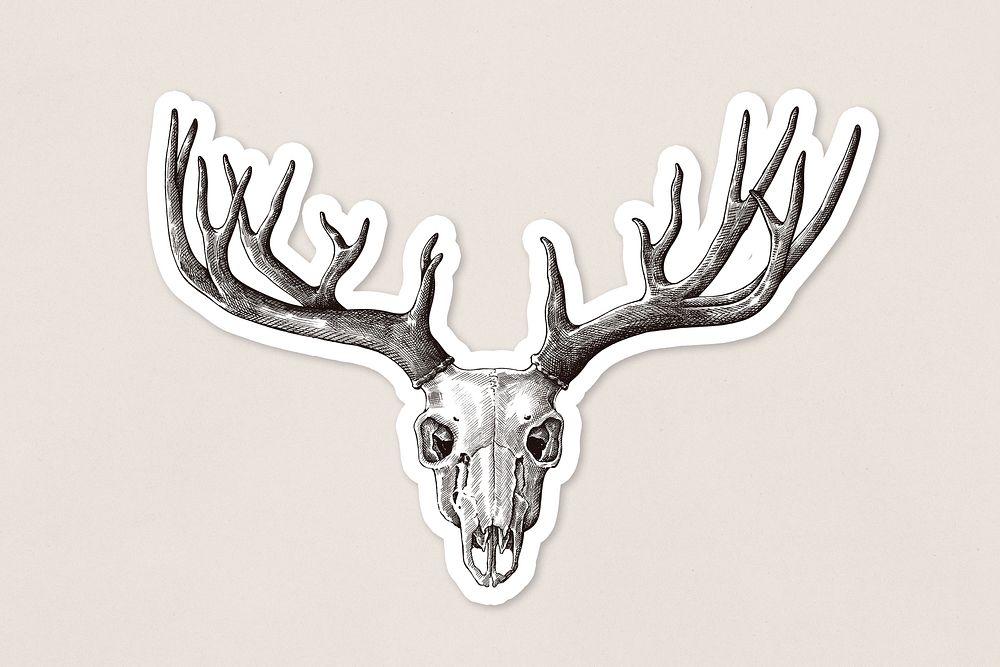 Hand drawn deer skull with antler sticker with a white border