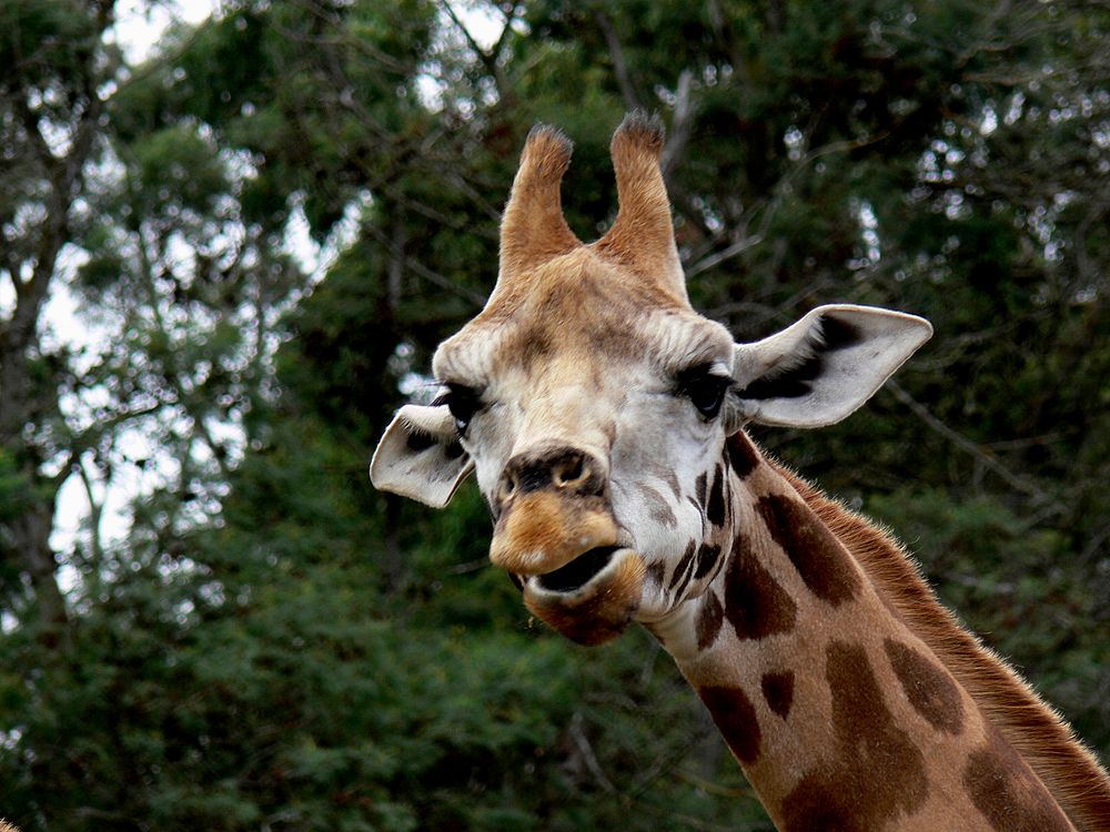 Giraffe staring at the camera. Original public domain image from Flickr