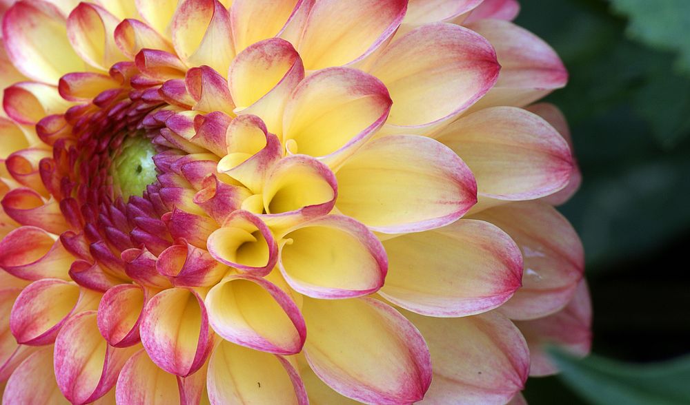 Grayval Lollipop Dahlia. Original public domain image from Flickr