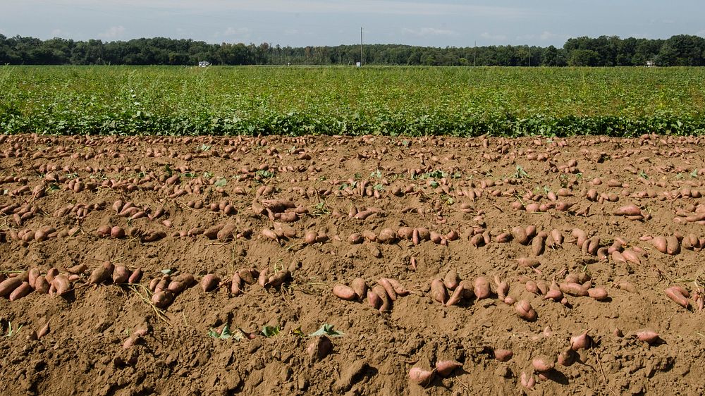 The sweet potatoes harvest begins by plowing them up at Kirby Farms in Mechanicsville, VA on Sept. 20, 2013.