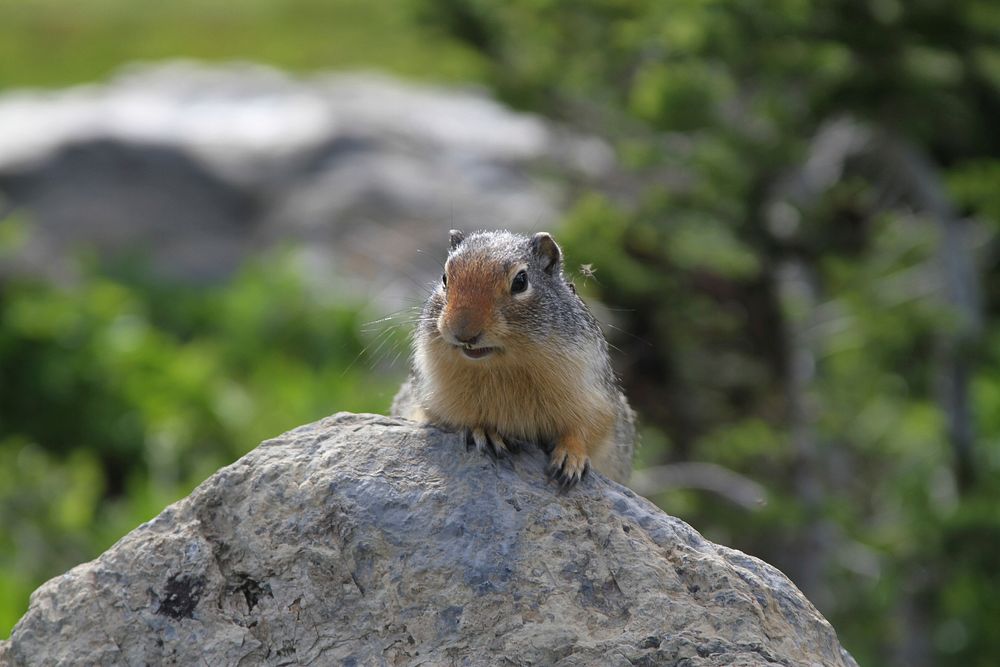 Ground Squirrel with Mosquitos. Original public domain image from Flickr