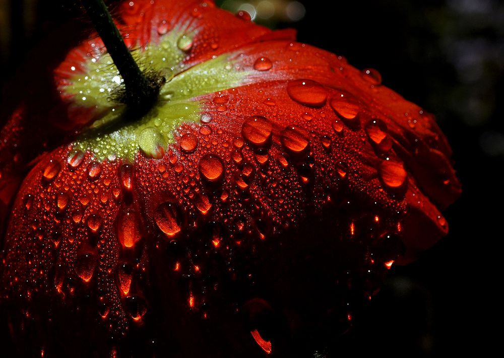 Poppy in the dew.SONY DSC. Original public domain image from Flickr