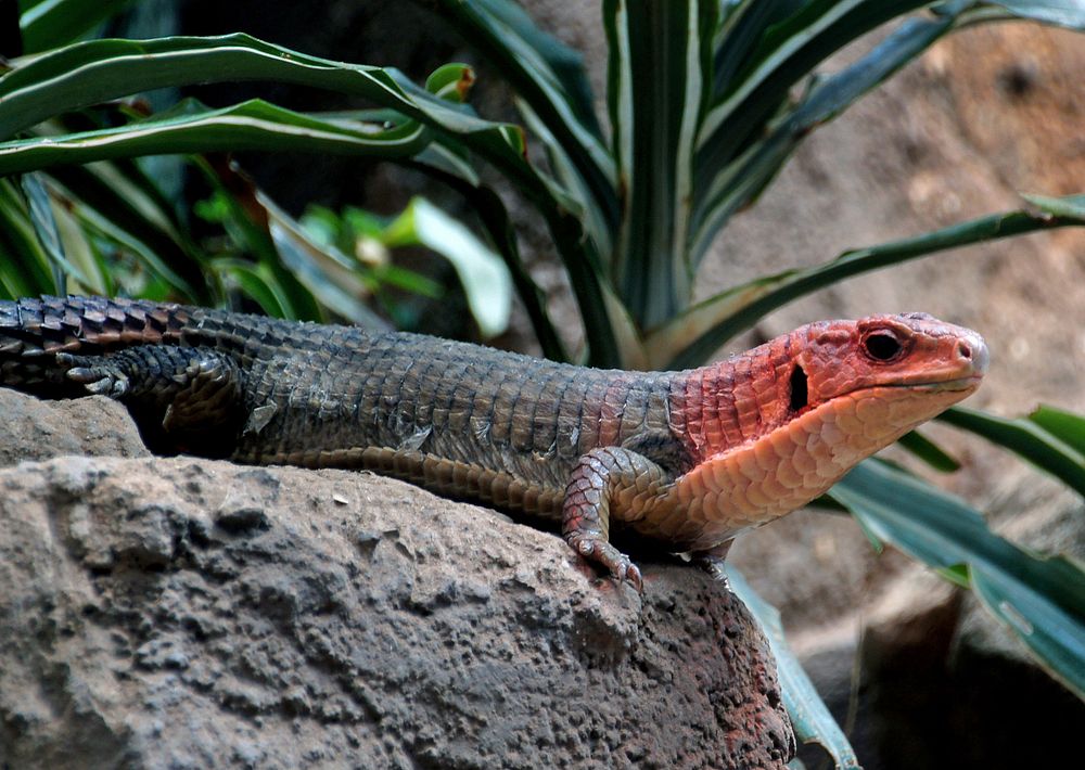 Broad-headed Skink, Plestiodon