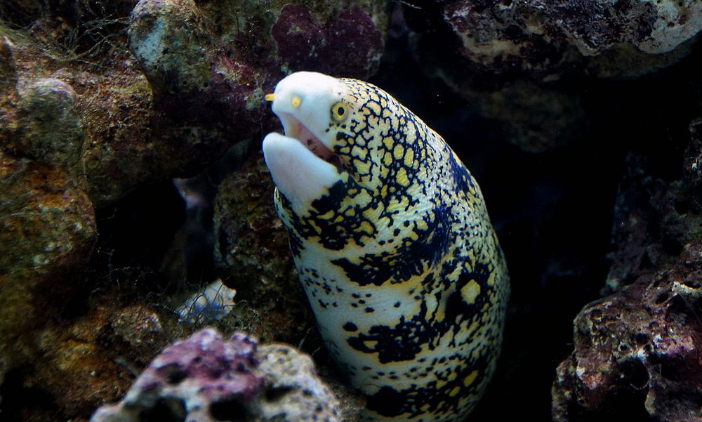 The snowflake moray, Echidna nebulosa, also known as the clouded moray among many various vernacular names, is a species of…