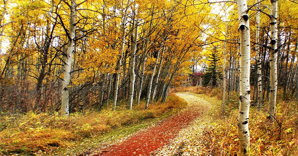 Autumn Calgary Alberta.