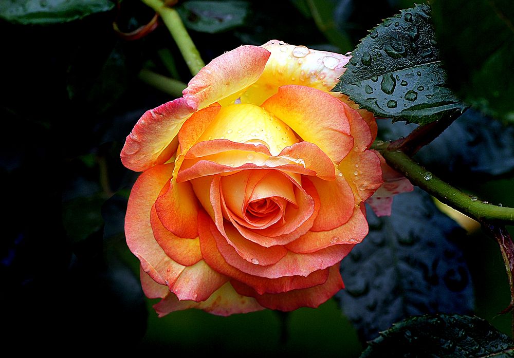 Hybrid orange tea rose. Original public domain image from Flickr