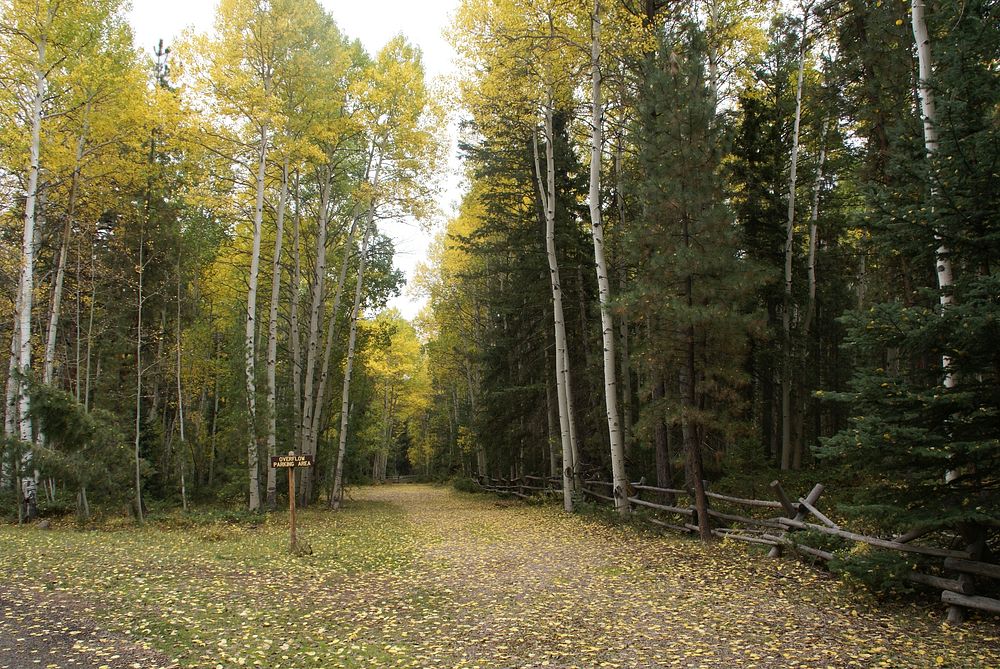 Yellow Pine Campground, Ashley National ForestPicture taken fall 2011 by Sheila Harper. Credit: US Forest Service. Original…
