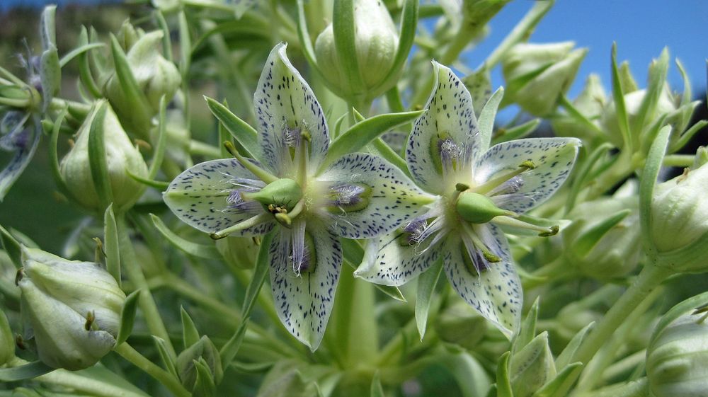 Close up of green gentian