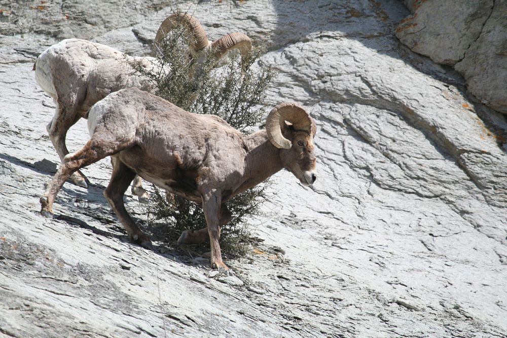 Rocky Mountain Big Horn Sheep RamsRocky Mountain Big Horn Sheep Rams on the Salmon-Challis National Forest. Photo by Art…