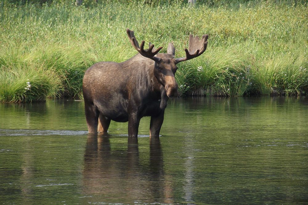 Moose in the river at Big SpringsMoose in the river at Big Springs, Caribou-Targhee National Forest. Photo by Sue McKenna…