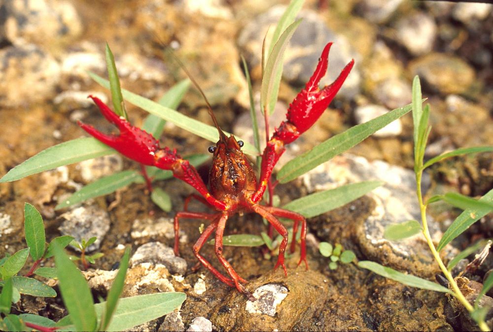Red Swamp Crayfish.
