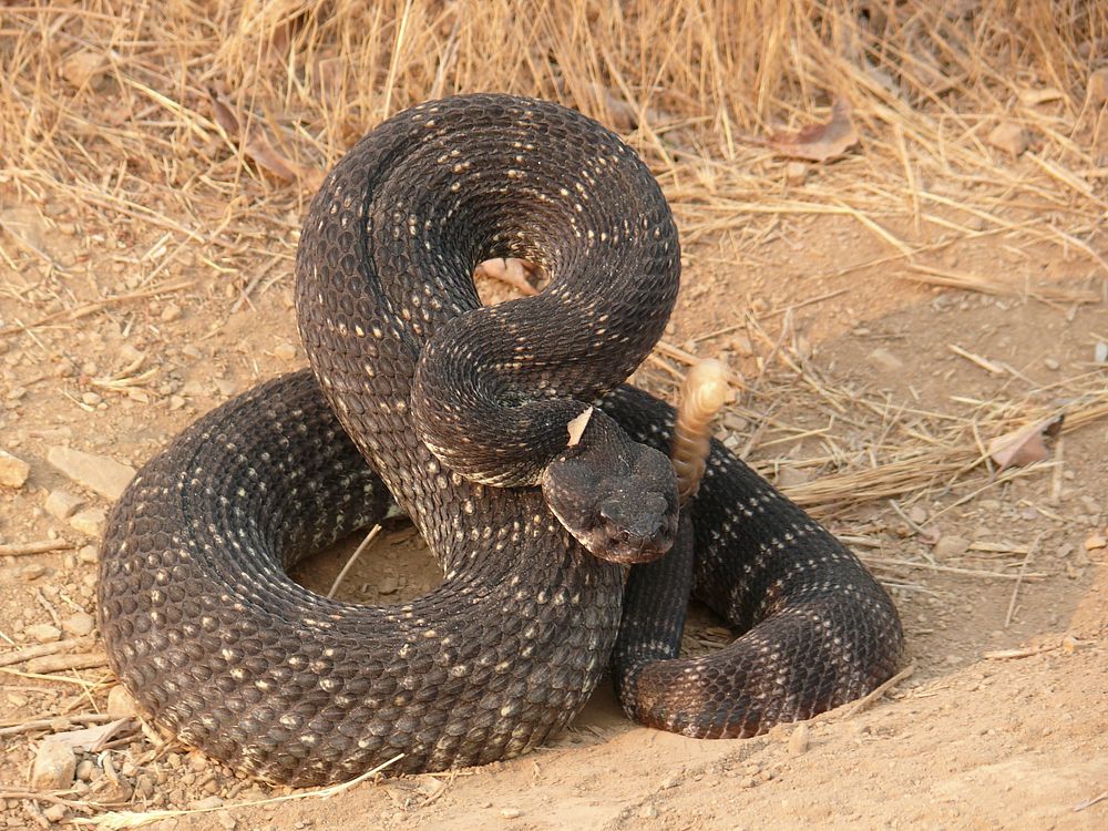 Big rattle snake, wildlife photo. Original public domain image from Flickr