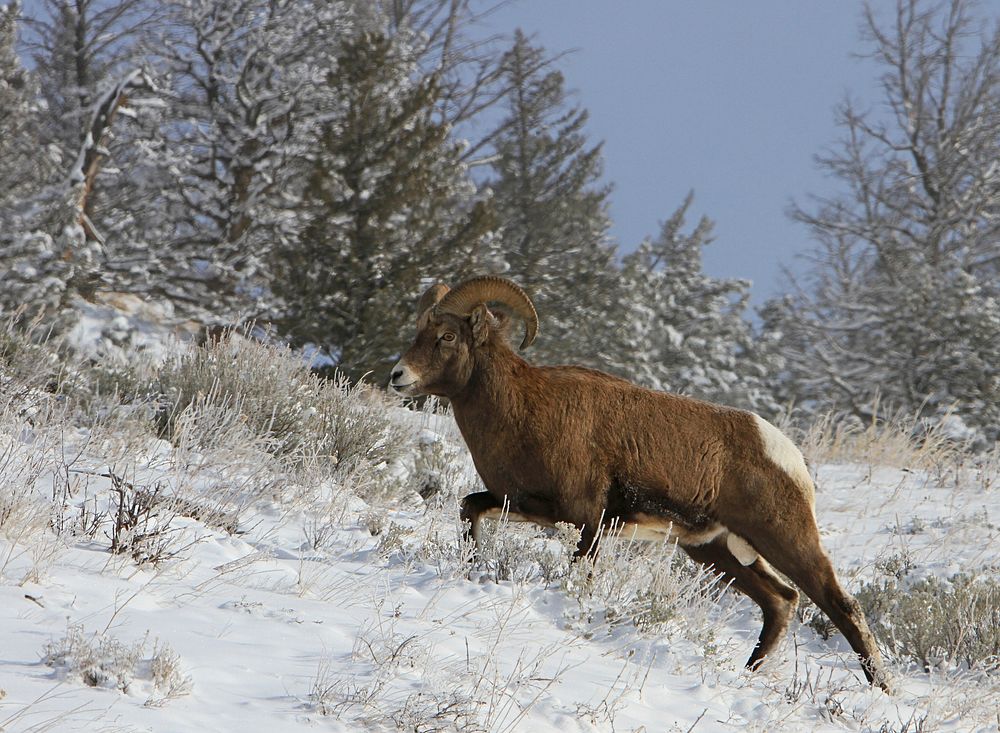Bighorn sheep ram in Lamar valley by Jim Peaco. Original public domain image from Flickr