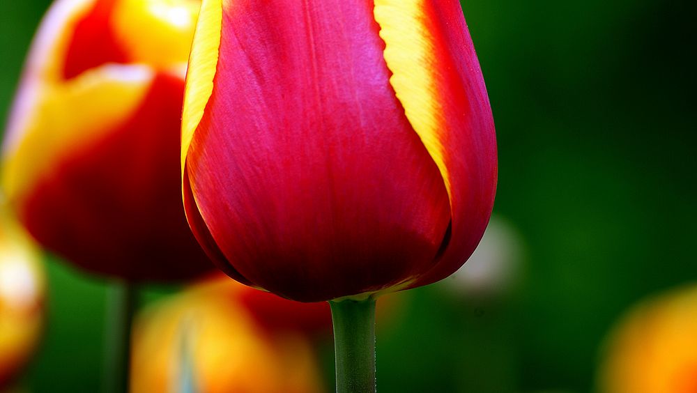 Tulip..Although tulips are often associated with the Netherlands, commercial cultivation of the flower began in early Persia…