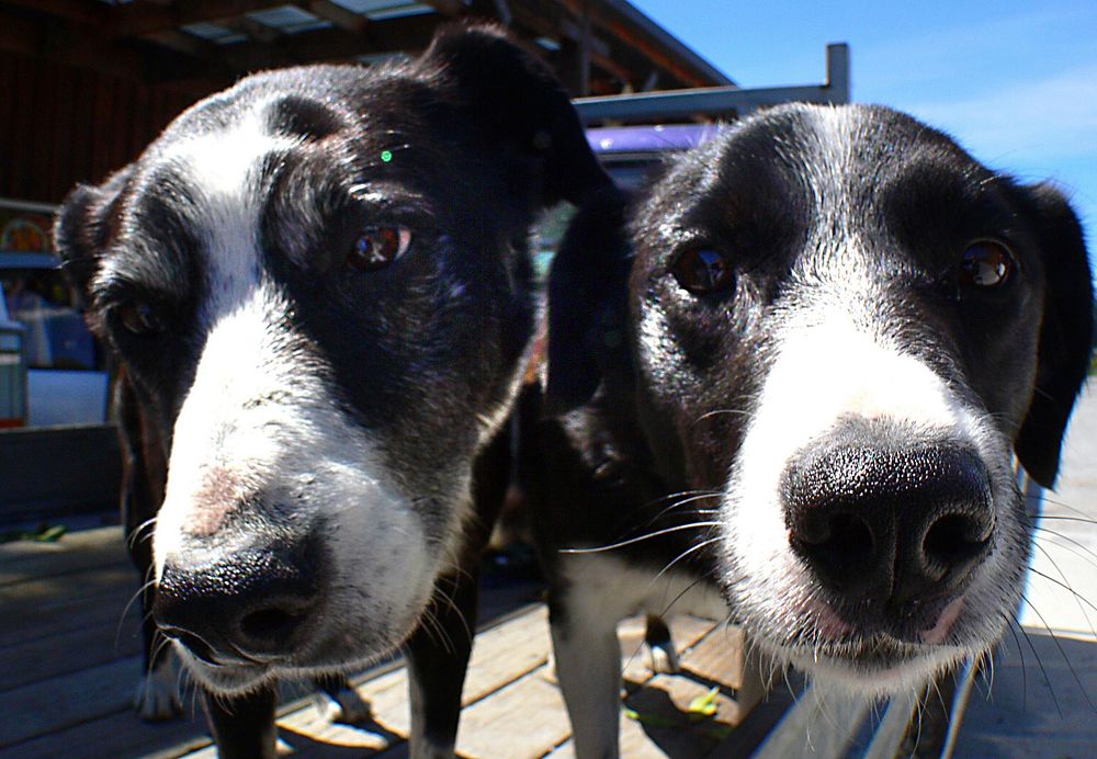 Dogs noses. Original public domain image from Flickr