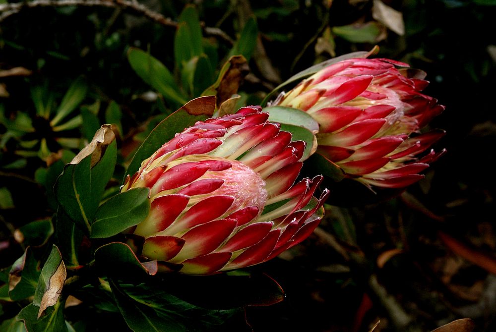 Sugarbush protea. Original public domain image from Flickr