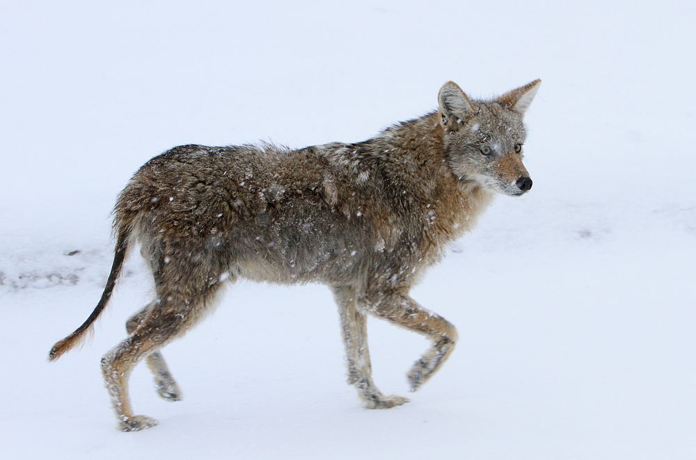 Coyote with mange near Floating Island Lake by Jim Peaco. Original public domain image from Flickr