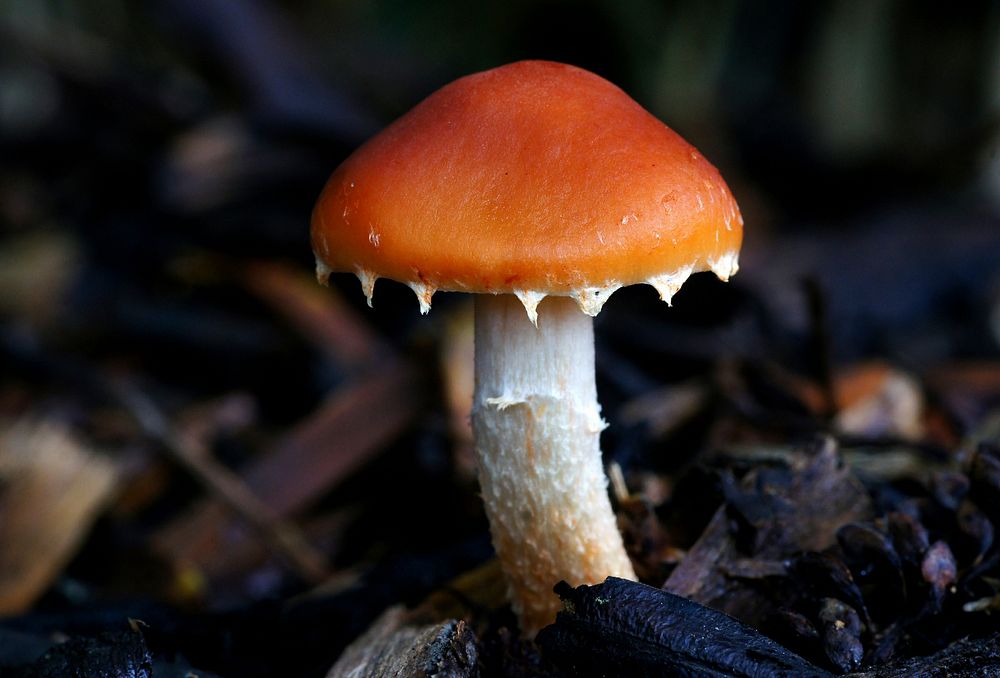 Redlead Roundhead,Leratiomyces ceres, commonly known as the Redlead Roundhead, is mushroom which has a bright red to orange…