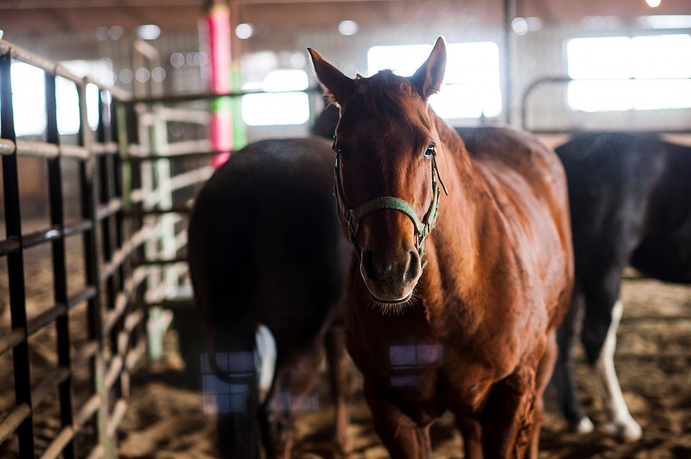 Veterans corral horses to take rein of own livesWeek-long Boots and Hooves pilot program held in March at the Promise…