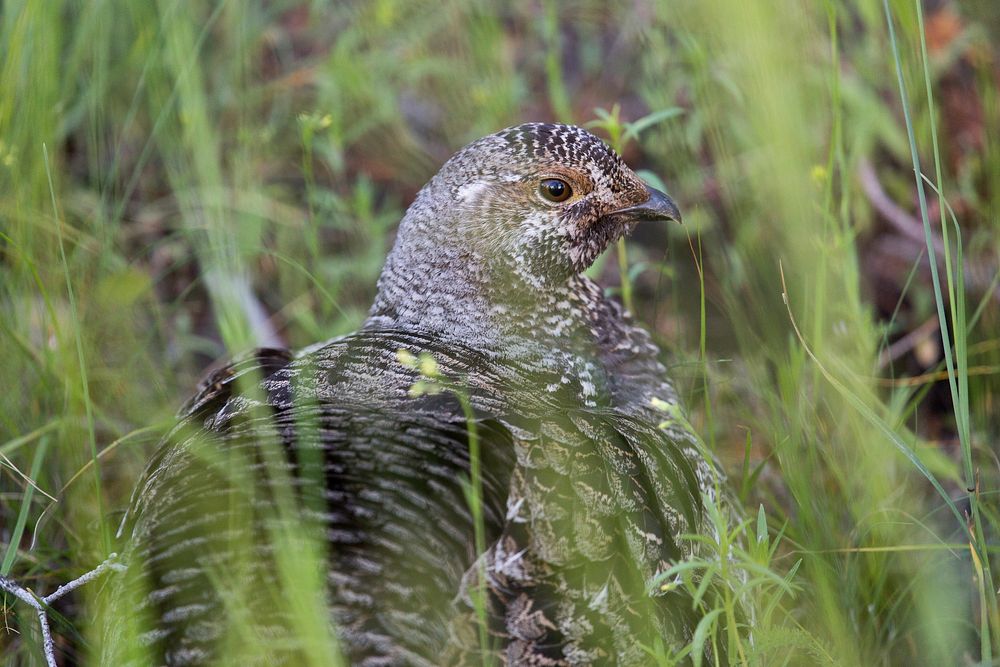 Female ruffed grouse by Neal Herbert. Original public domain image from Flickr
