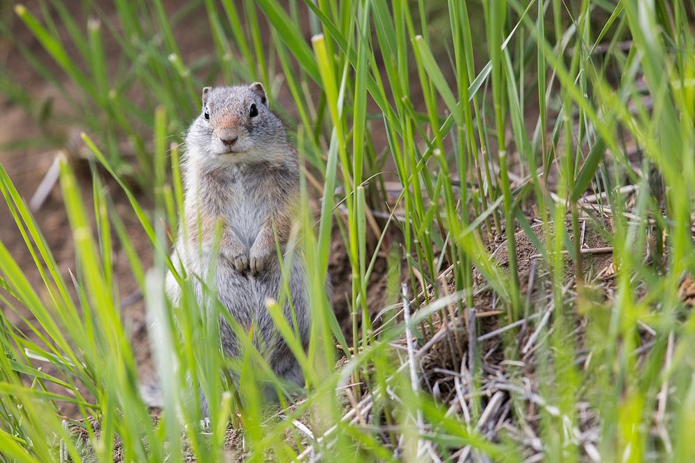Uinta ground squirrel by Neal Herbert. Original public domain image from Flickr