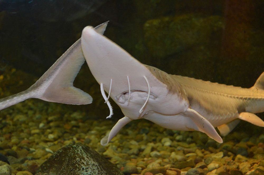 Sterlet Sturgeon. Genuine antique print for sale.