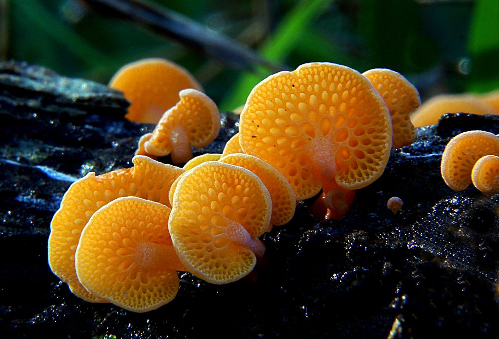 Orange pore fungus (Favolaschia calocera) Favolaschia calocera, commonly known as the orange pore fungus, is a species of…