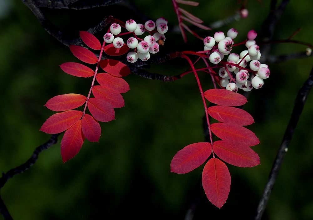 White-fruited Rowan Sorbus berries. Original public domain image from Flickr