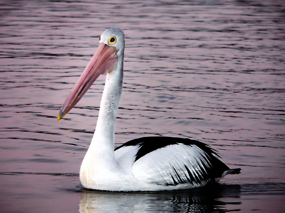 Pelican.(Pelecanus conspicillatus)