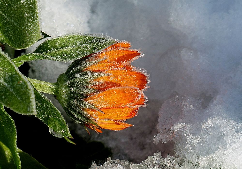 Frozen beauty.Marigolds are hardy, annual plants and are great plants for cheering up any garden. Broadly, there are two…