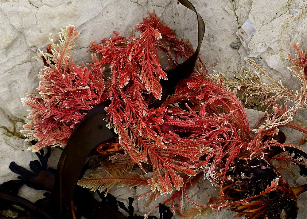 Calcareous red seaweed.
