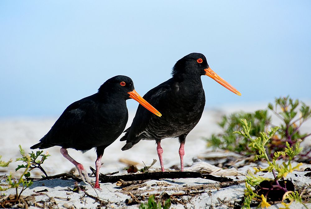 A pair of Variable oystercatchers.